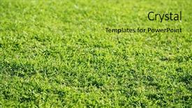  Presentation with grass - Beautiful slide set featuring macro detail with selective focus backdrop and a yellow colored foreground