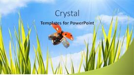  Presentation with ladybug - PPT layouts with macro-fly-red-ladybug background and a light blue colored foreground