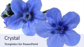  Presentation with forget - Cool new slide set with macro forget-me-not flower backdrop and a light blue colored foreground