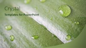  Presentation with water leaf - 