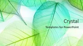 Presentation with texture - Colorful theme enhanced with macro green leaves seamless background backdrop and a arctic colored foreground