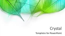  Presentation with green foliage - Presentation theme having macro green leaves texture background background and a white colored foreground