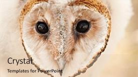  Presentation with baby - Presentation having macro head one baby african background and a lemonade colored foreground