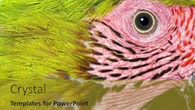  Presentation with white green - PPT theme having macro-head-shot background and a  colored foreground