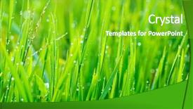  Presentation with fresh water - Amazing slides having macro herbage - close up of fresh grass backdrop and a  colored foreground