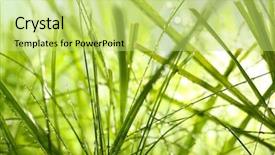  Presentation with grass texture on green - Amazing theme having macro herbage - dew on green grass closeup backdrop and a yellow colored foreground