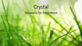  Presentation with green gram - Cool new slides with macro herbage - dew on green grass closeup backdrop and a  colored foreground