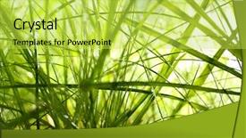  Presentation with dew - Amazing PPT theme having macro herbage - dew on green grass closeup backdrop and a yellow colored foreground