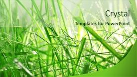  Presentation with dew - Audience pleasing slide deck consisting of macro herbage - dew on green grass closeup backdrop and a soft green colored foreground