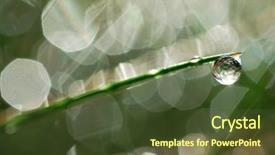  Presentation with dew - Presentation theme having macro herbage - dew background and a tawny brown colored foreground