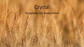  Presentation with dry pineapple close up many - Audience pleasing presentation theme consisting of macro herbage - dry yellow grass closeup background backdrop and a  colored foreground