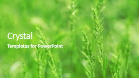  Presentation with cosmetic surgery close up - Cool new slides with macro herbage - grass with spikelets close up backdrop and a  colored foreground