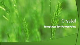  Presentation with dancer music grass - Slides consisting of macro herbage - grass with spikelets close up background and a  colored foreground