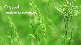  Presentation with grass - Theme consisting of macro herbage - grass with spikelets close up background and a  colored foreground