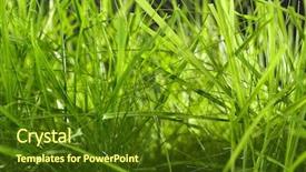  Presentation with green gram - Colorful PPT layouts enhanced with macro herbage - green grass closeup backdrop and a tawny brown colored foreground