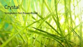  Presentation with grass - PPT theme enhanced with macro herbage - green grass closeup background and a  colored foreground