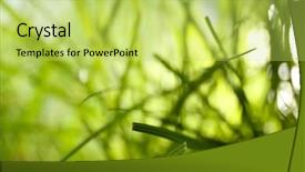  Presentation with grass texture on green - Audience pleasing slide set consisting of macro herbage - green grass closeup backdrop and a  colored foreground