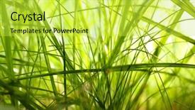  Presentation with grass - Colorful theme enhanced with macro herbage - green grass closeup backdrop and a  colored foreground