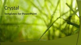  Presentation with green and purple mardi gras - PPT layouts featuring macro herbage - green grass closeup background and a  colored foreground