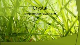  Presentation with green and purple mardi gras - PPT layouts enhanced with macro herbage - green grass closeup background and a  colored foreground