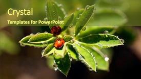  Presentation with water drops - Amazing presentation having macro herbage - green leaves branch with water backdrop and a  colored foreground