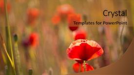  Presentation with red hibiscus rosa sinensis flower - Beautiful PPT theme featuring macro herbage - poppies poppy red flowers backdrop and a  colored foreground