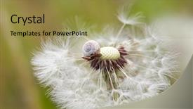  Presentation with snail - Presentation theme having macro herbage - small snail taking a rest background and a gold colored foreground