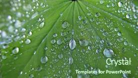  Presentation with water leaf - PPT theme consisting of macro herbage - water drops on the leaf background and a  colored foreground
