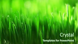  Presentation with grass waterfall - Colorful slide set enhanced with macro herbage - wet grass close-up background backdrop and a forest green colored foreground