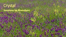  Presentation with summer flowers - Cool new presentation with macro herbage - yellow and violet flowers backdrop and a  colored foreground