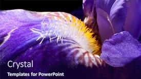  Presentation with iris - PPT theme enhanced with macro image of a blue iris background and a navy blue colored foreground