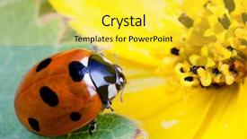  Presentation with iris flower yellow - Slides having macro image of a lady background and a yellow colored foreground