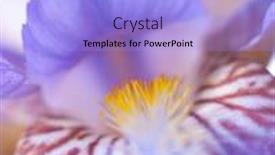  Presentation with iris - Beautiful presentation featuring macro image of an iris backdrop and a light blue colored foreground