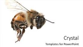  Presentation with honey bee - Cool new presentation with macro image of common honey backdrop and a white colored foreground