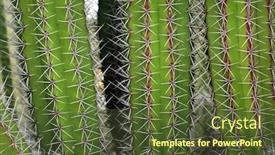  Presentation with cactus - Beautiful slide deck featuring macro-image-of-textured-surface backdrop and a tawny brown colored foreground