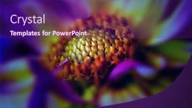  Presentation with dahlia - 