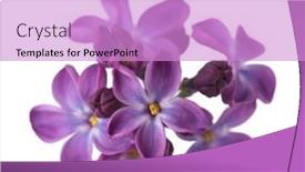 Presentation with white flowers - PPT theme consisting of macro-image-of-tiny-lilac background and a lilac colored foreground