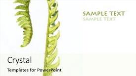  Presentation with fern - Presentation consisting of macro image of unfolding fern leaf background and a soft green colored foreground