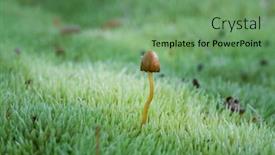  Presentation with growing tree - Theme with macro-image background and a seafoam green colored foreground