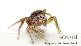  Presentation with spider - Beautiful slides featuring macro-image backdrop and a soft green colored foreground