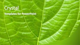  Presentation with purpose - Cool new theme with swirls corners - macro leaf for concept purpose backdrop and a  colored foreground