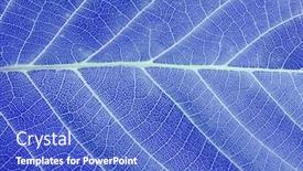  Presentation with abstract blue texture - Theme having macro-leaf-texture-abstract-nature background and a cobalt blue colored foreground