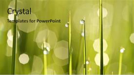  Presentation with dew - PPT theme consisting of hydroecology - macro morning dew drops background and a yellow colored foreground