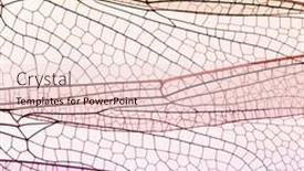  Presentation with insect - Amazing slide set having macro-nature-background-texture-insect backdrop and a lemonade colored foreground