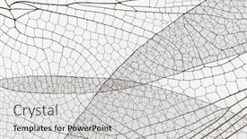  Presentation with insect - Beautiful PPT layouts featuring macro-nature-background-texture-insect backdrop and a light gray colored foreground