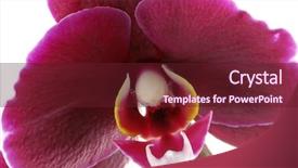  Presentation with orchid - Slides with a beautiful purple orchid background and a tawny brown colored foreground