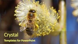  Presentation with pollen - Beautiful presentation theme featuring macro of a bee collecting pollen from the blooming spring pussy-willow - shallow dof backdrop and a tawny brown colored foreground