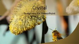  Presentation with pollen - PPT theme consisting of birthday party group of teen background and a gray colored foreground