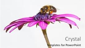  Presentation with bee - Beautiful PPT layouts featuring macro-of-a-bee backdrop and a white colored foreground