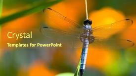  Presentation with dragon - Presentation theme enhanced with macro-of-a-blue-dragon background and a gold colored foreground